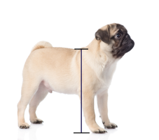 dog-size-line